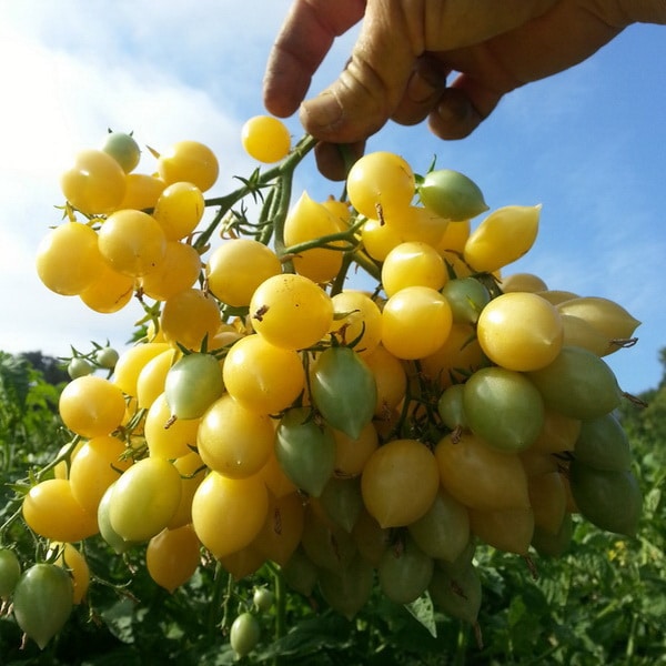WILD-BOAR-FARMS-BARRYS-CRAZY-CHERRY-2