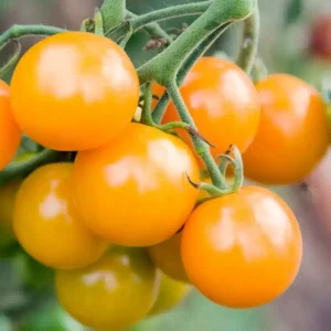 Sungold
