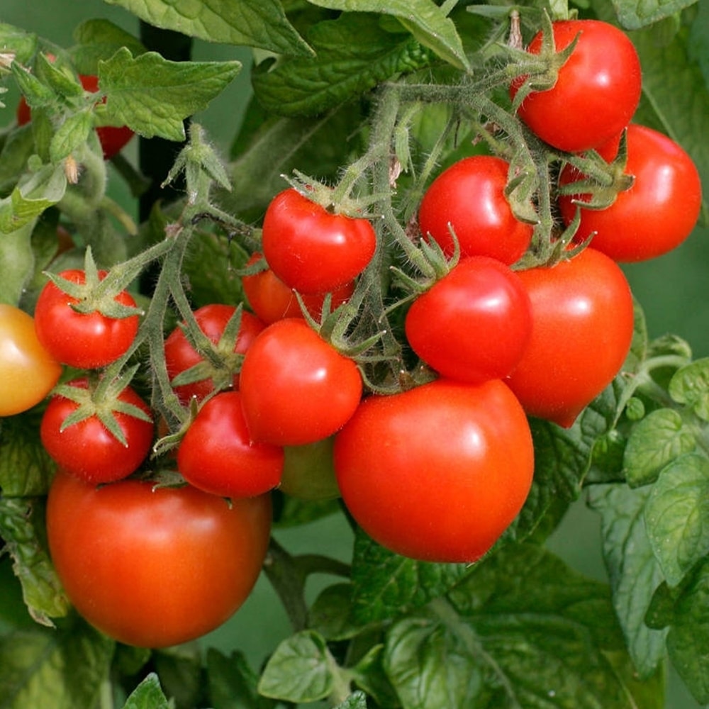 totem-tomato-plant-p6364-47044_image
