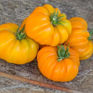 Beauty Lottringa Orange