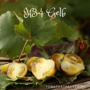 H34-Gelb