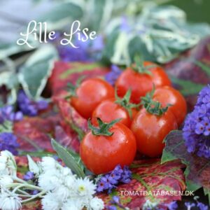 Lille Lise