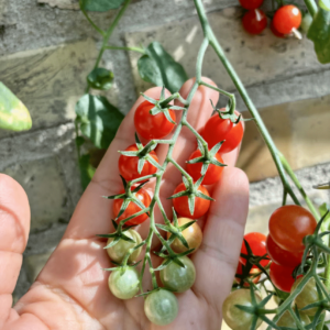 Micro Cherry