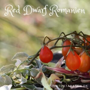 Red Dwarf Romanian
