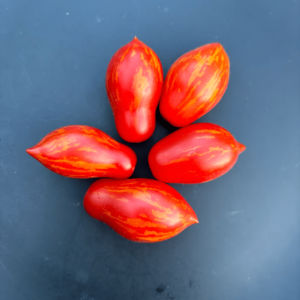 Spanish Dancer