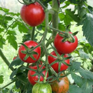 Washington Cherry