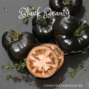 Black Beauty