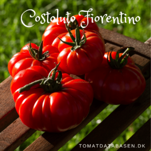 Costoluto Fiorentino