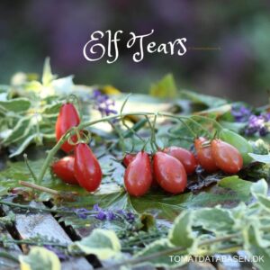 Elf Tears