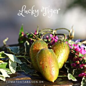 Lucky Tiger