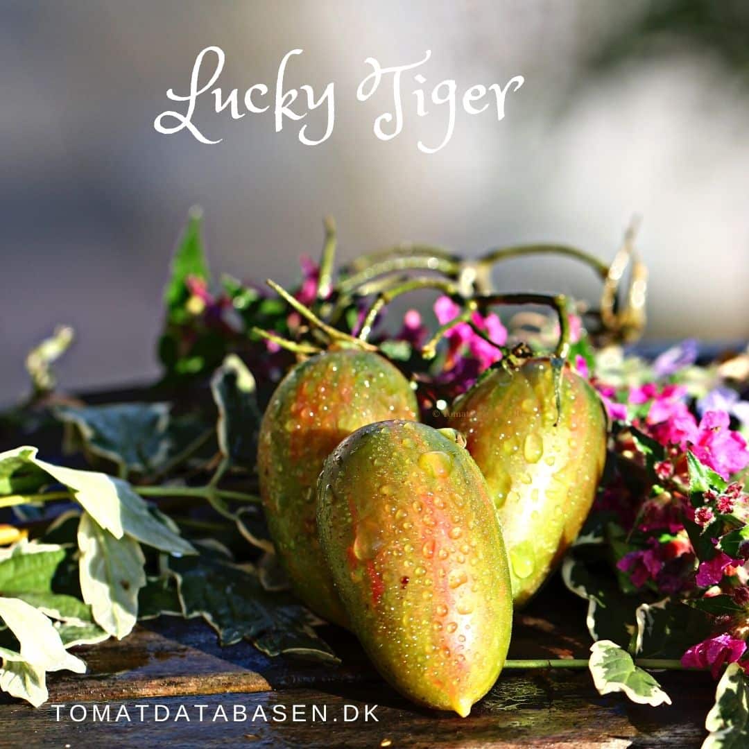 LuckyTiger1