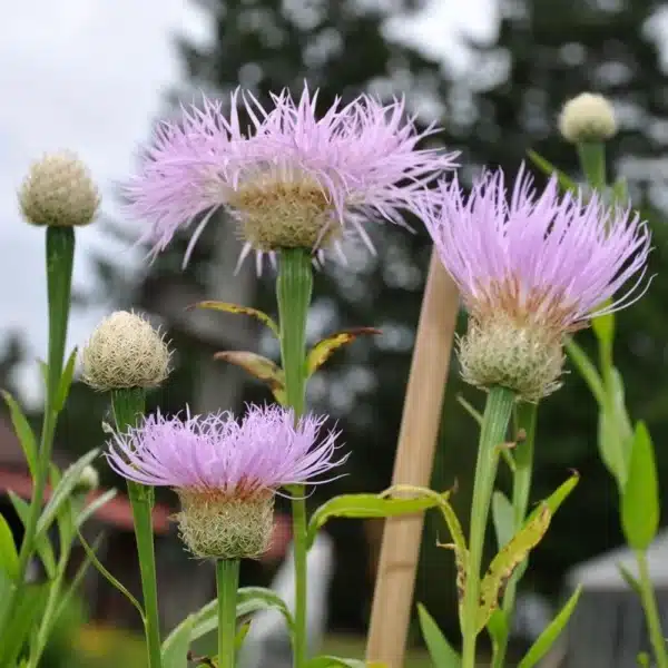 Amerikansk Kornblomst - Rosy Lilac