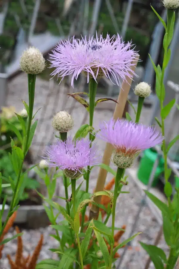 Amerikansk Kornblomst - Rosy Lilac - Billede 2