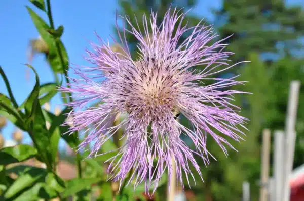Amerikansk Kornblomst - Rosy Lilac - Billede 3