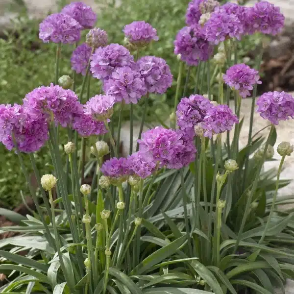Bredbladet Engelskgræs - Ballerina Lilac - Billede 2