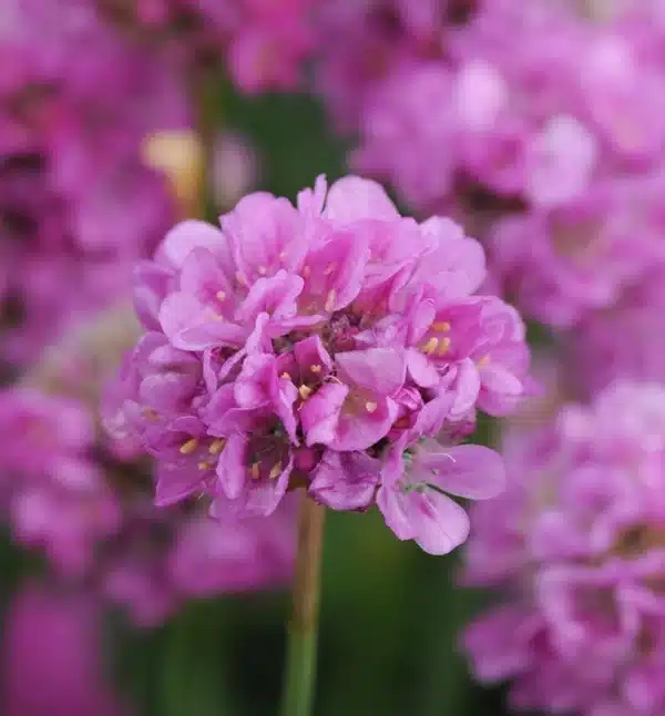 Bredbladet Engelskgræs - Ballerina Lilac