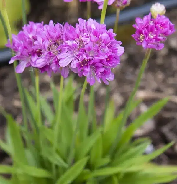 Bredbladet Engelskgræs - Ballerina Lilac - Billede 3