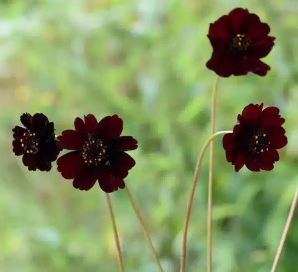 Chokoladeblomst - Black Magic - Billede 2