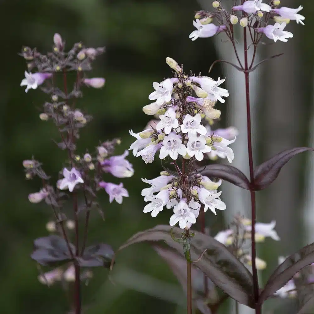 Fingerbølrørblomst1