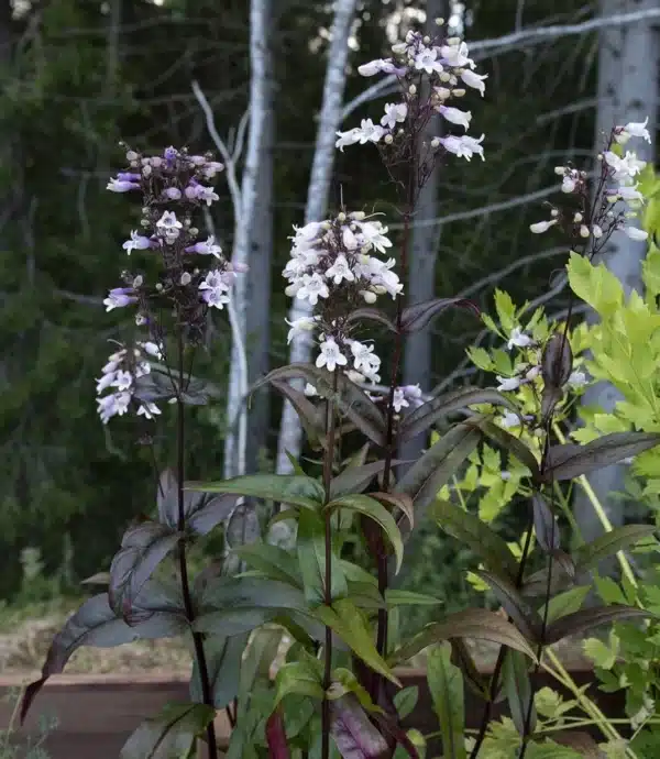 Fingerbølrørblomst - Mystica - Billede 2