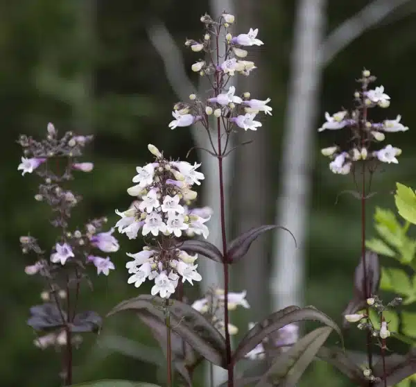 Fingerbølrørblomst - Mystica - Billede 3