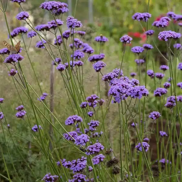 Kæmpe Verbena - Vanity - Billede 2