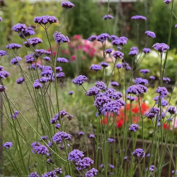 Kæmpe Verbena - Vanity - Billede 4