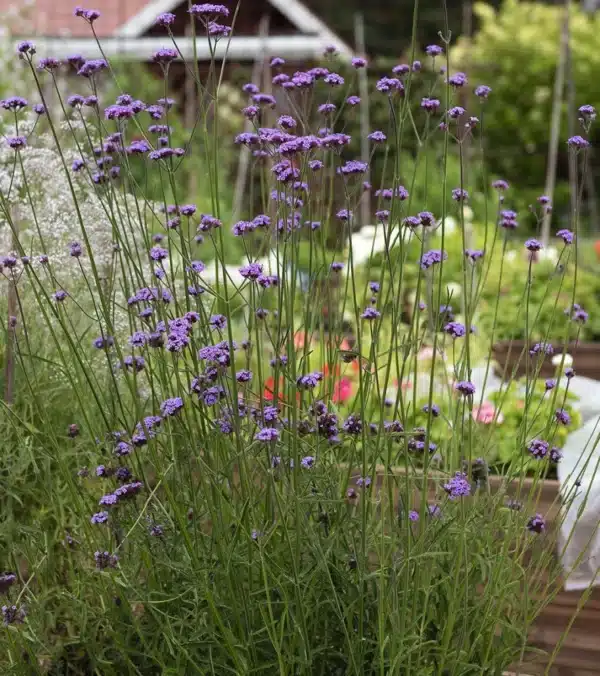 Kæmpe Verbena - Vanity - Billede 3