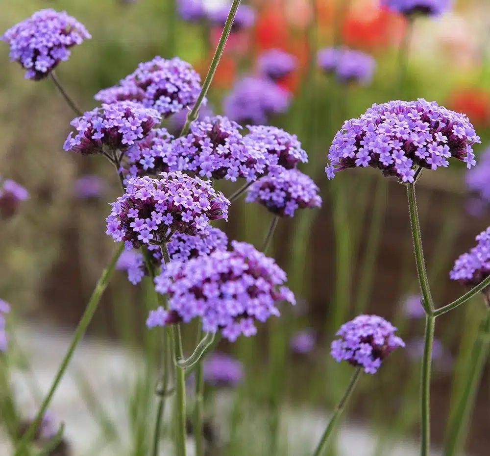 Kæmpe Verbena Vanity4