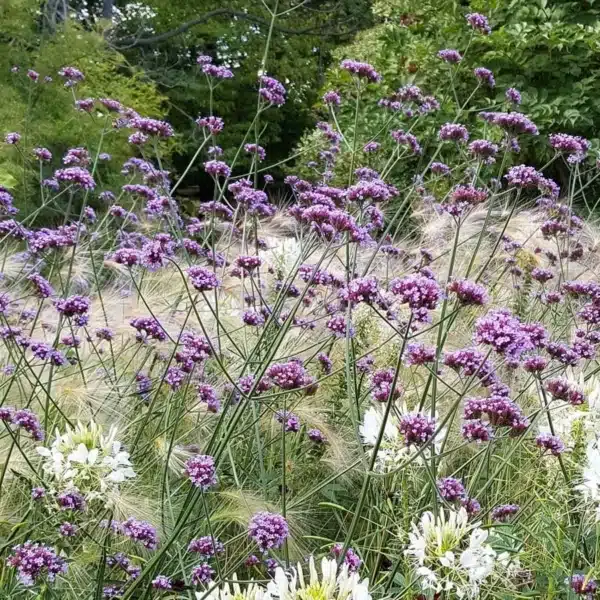Kæmpe Verbena - Alm. - Billede 4
