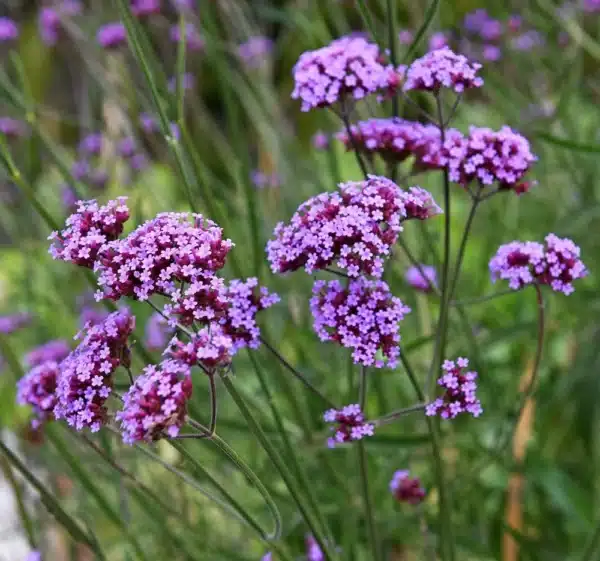 Kæmpe Verbena - Alm. - Billede 3