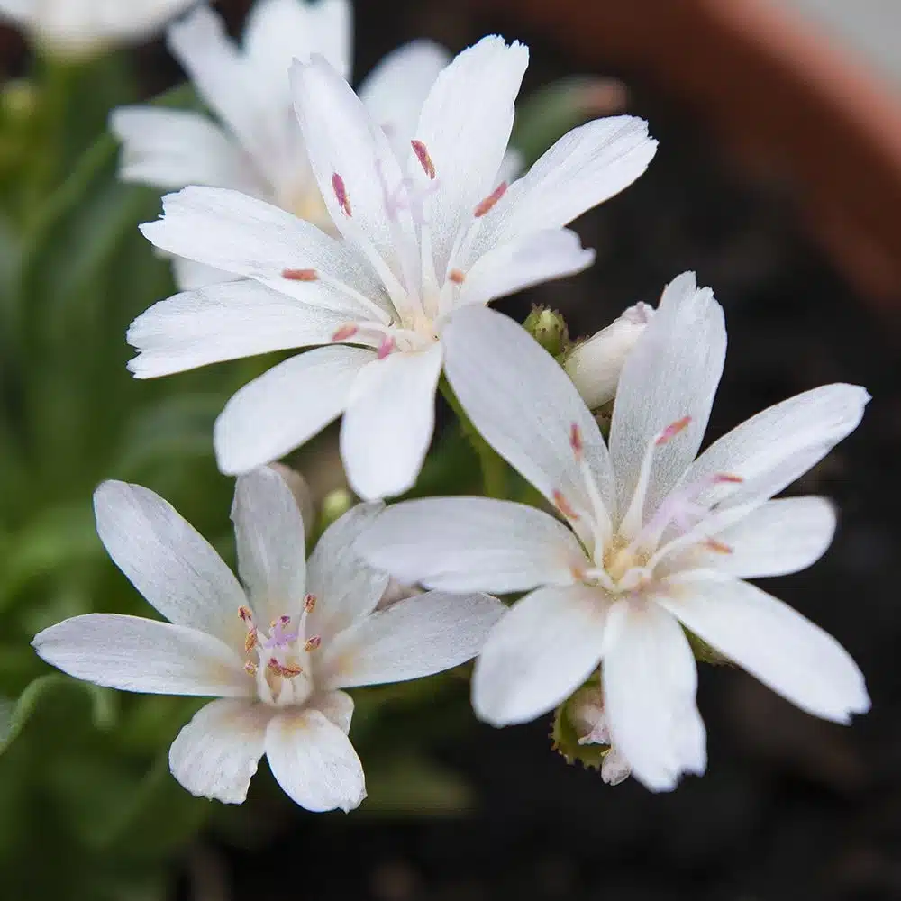 Lewisia1