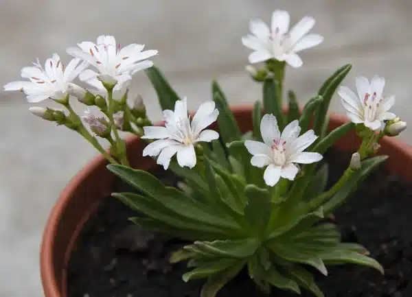 Lewisia - Little Snowberry - Billede 2