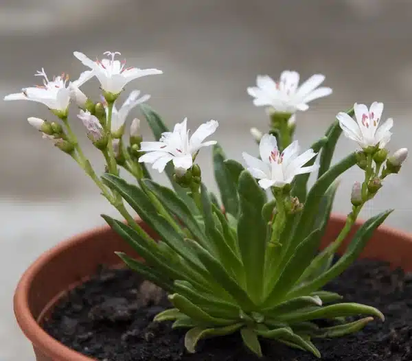 Lewisia - Little Snowberry - Billede 3