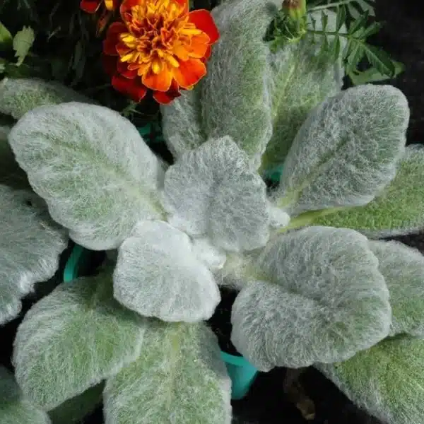 Silversalvia - White Birds - Billede 2