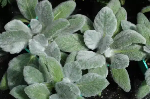 Silversalvia - White Birds