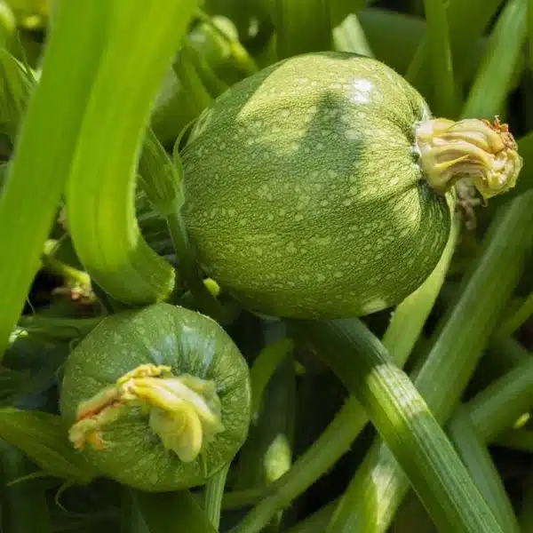 Squash - Round Beauty (F1)