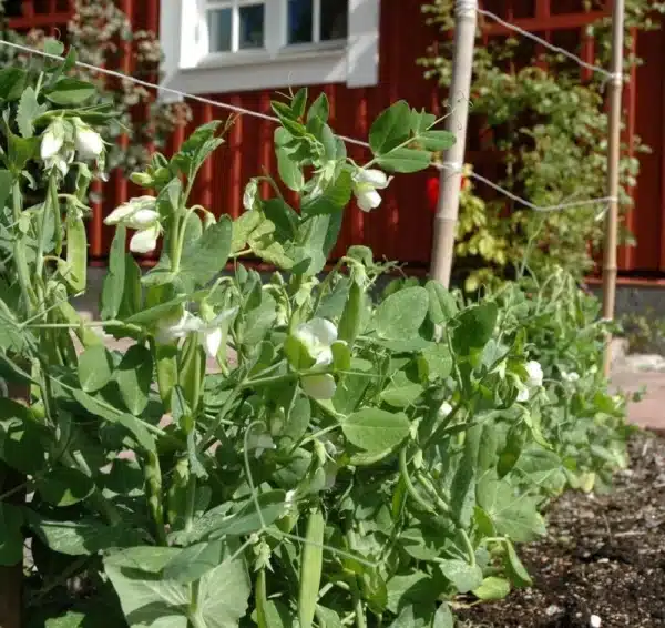 Sukkerært - Norli - Billede 4