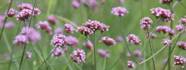 Kæmpe Verbena - Alm. - Billede 2