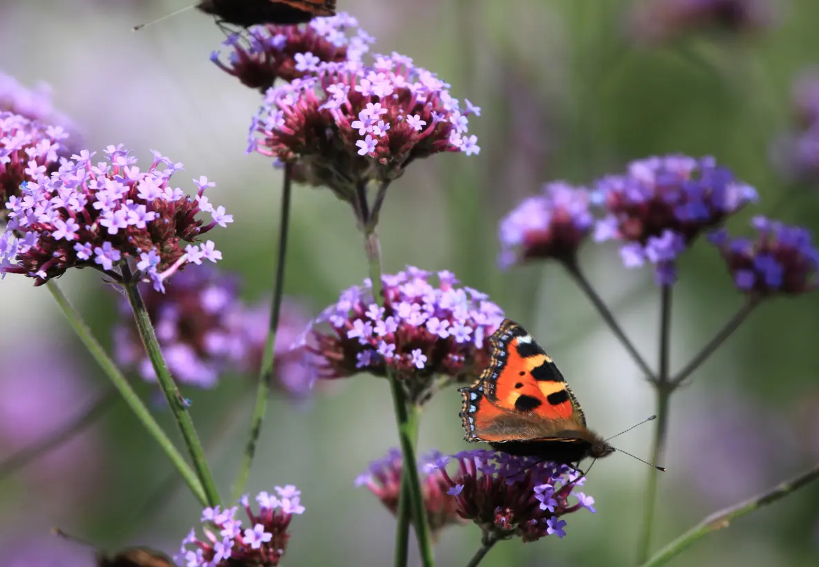 verbena-bonariensis-kaempeverbena3