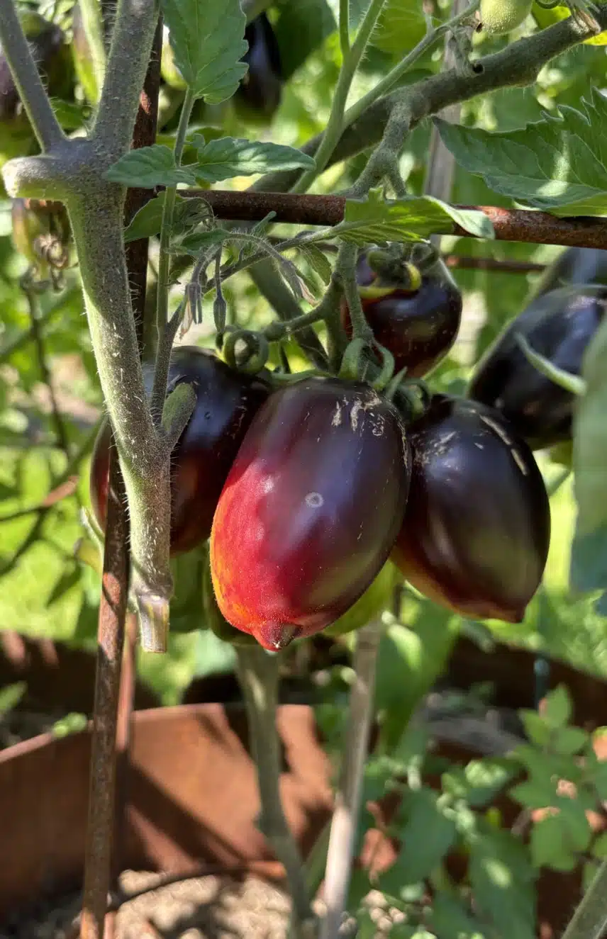 AnthoPinkPantheDwarf5