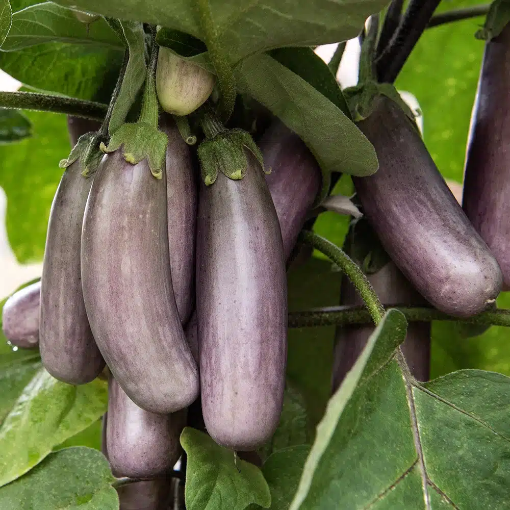 AubergineSlimJim1