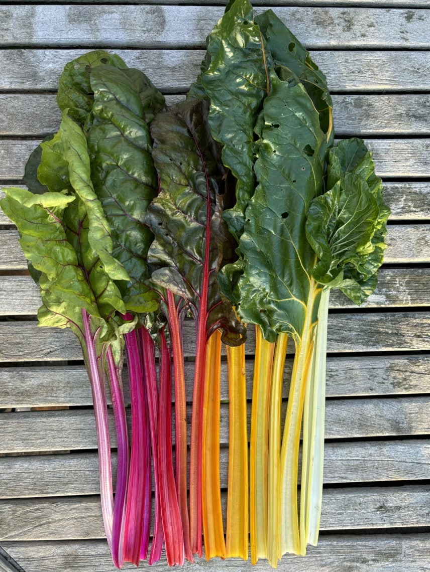 BladbedeRainbowChard4