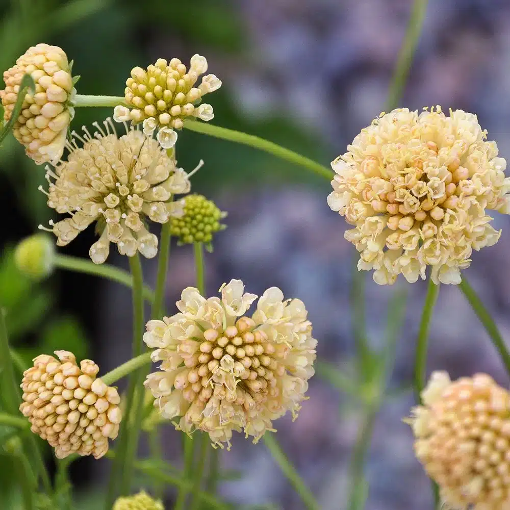 EnkeblomstFataMorgana1