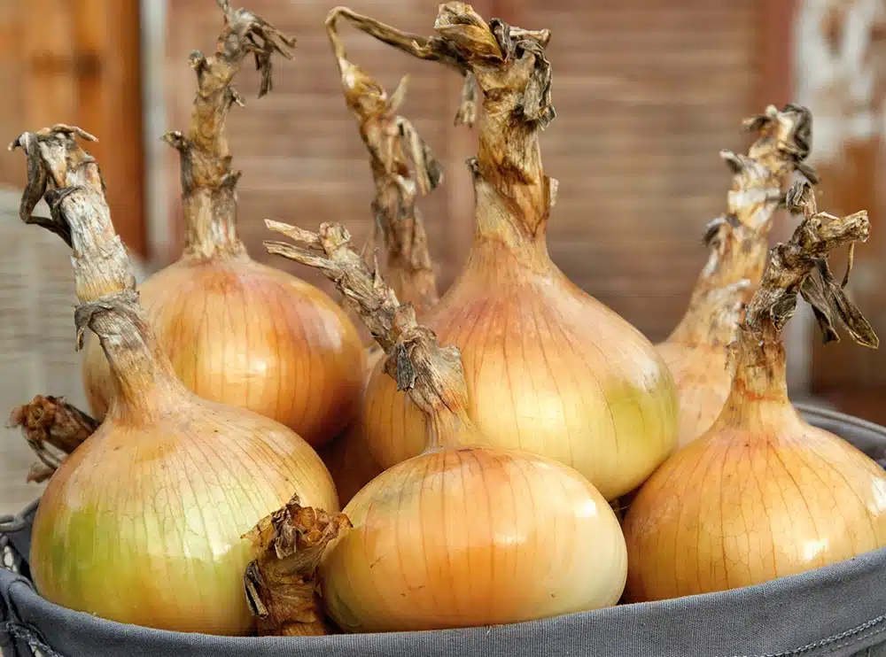 KæmpeløgAilsaCraig2