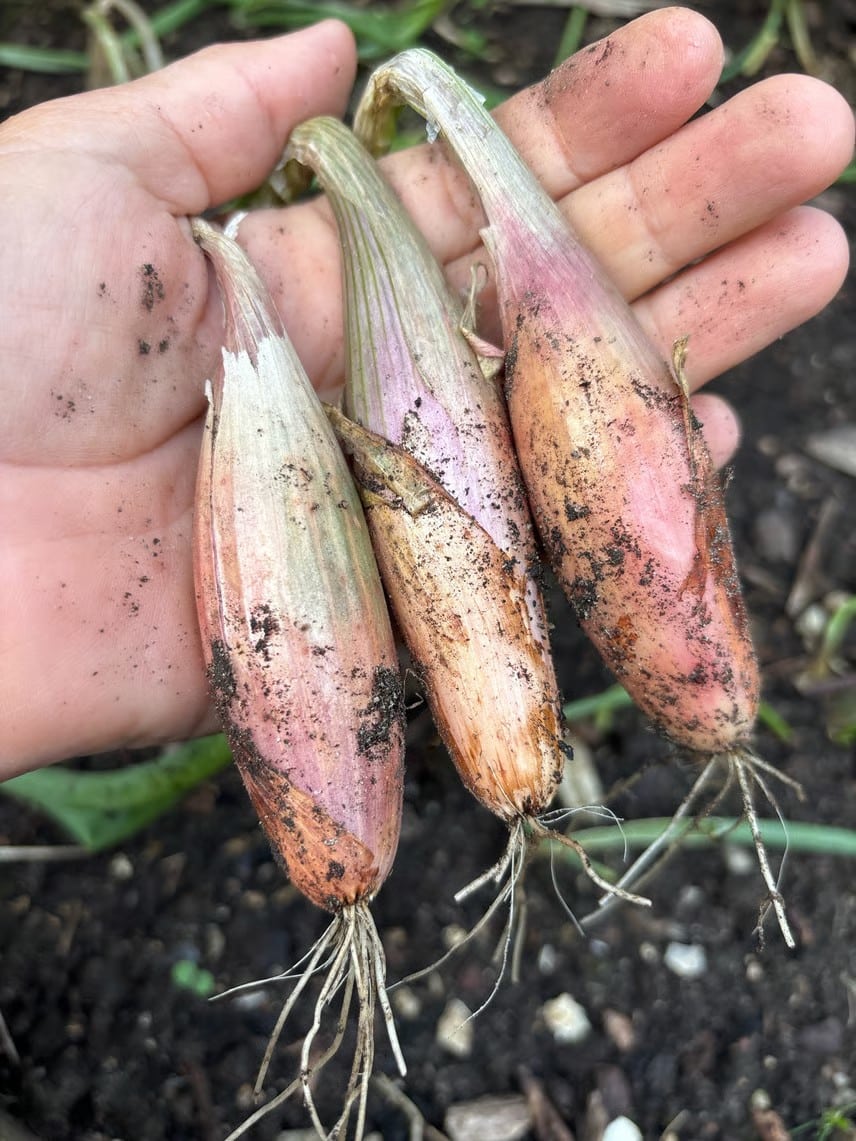 SkalotteløgCuisseDePoulet1