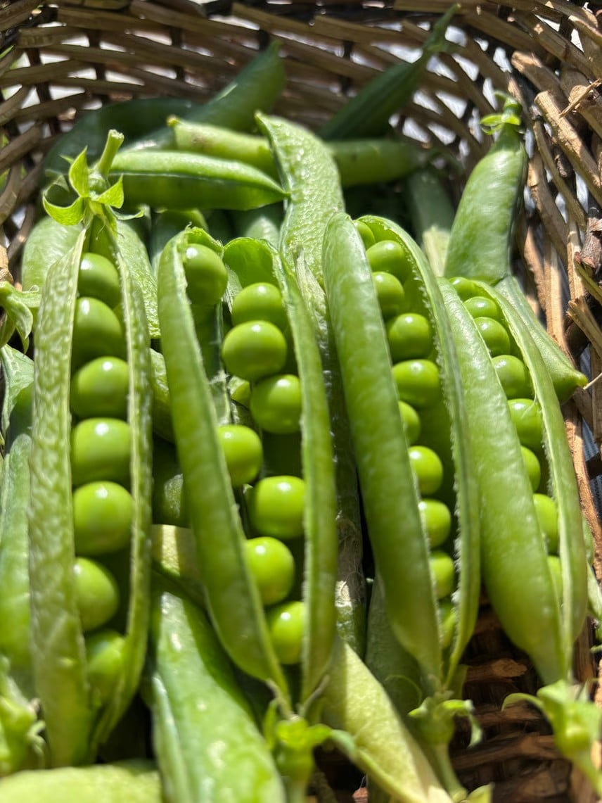 Sukkerært - Douce Provence1