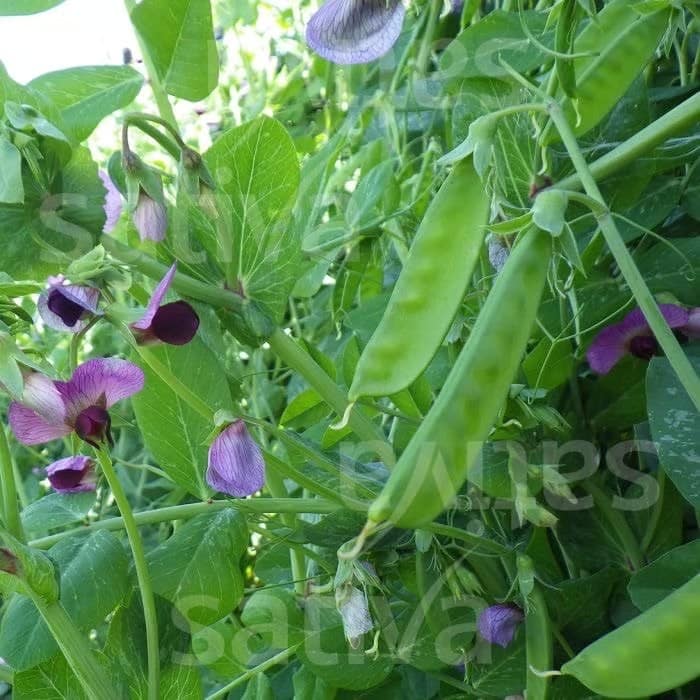 SukkerærtWeggisser2